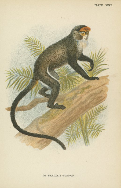De Brazzas Guenon alkotó: English School