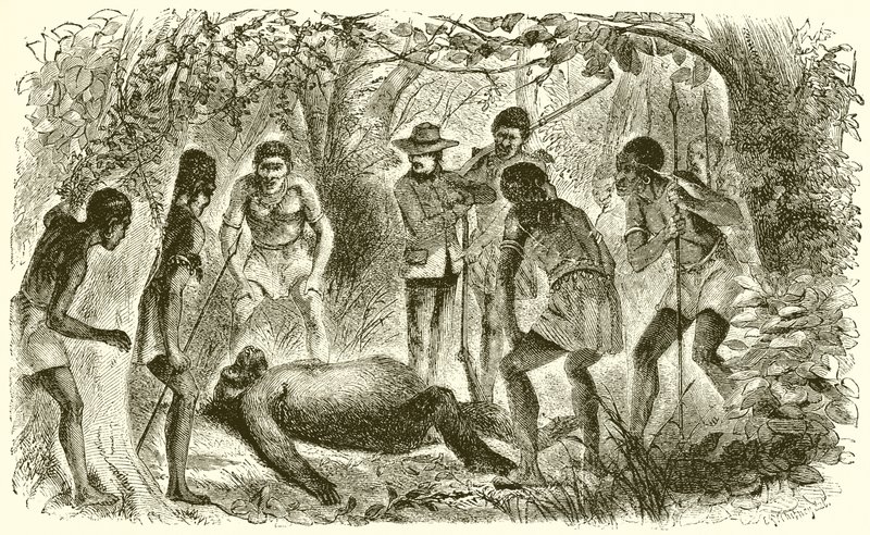 Du Chaillus első gorilla halála alkotó: English School
