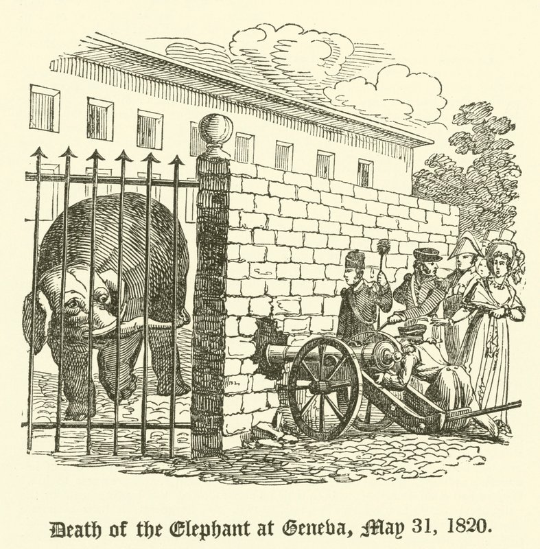 Az elefánt halála Genfben, 1820. május 31 alkotó: English School