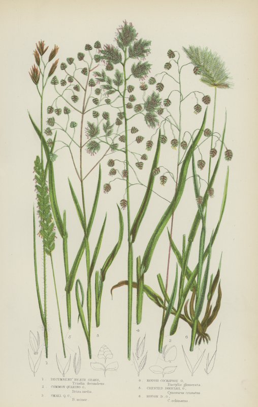 Decumbent Heath Grass, Common Quaking Grass, Small Quaking Grass, Rough Cocksfoot Grass (színes litho) alkotó: English School