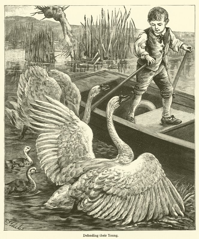 Fiataljaik védelme (metszet) alkotó: English School