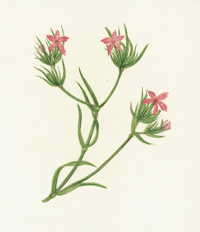Deptford Pink, Dianthus Armeria alkotó: English School