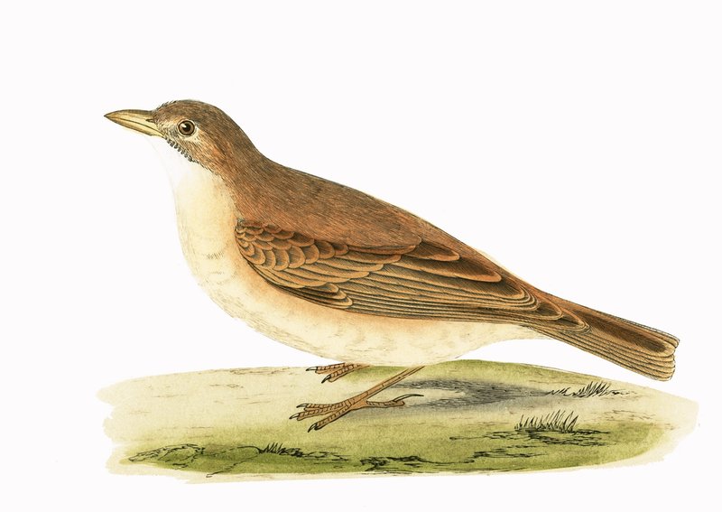 Desert Lark, illusztráció Charles Robert Bree (1811-86) „A History of the Birds of the Birds of Europe Not Observed in the British Isles” című művéből, 1867-ben megjelent alkotó: English School