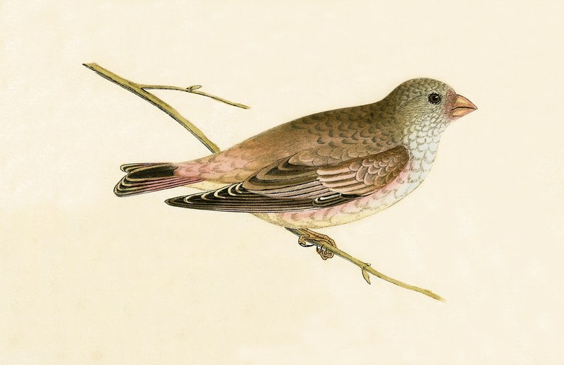 Sivatagi trombitás, illusztráció Charles Robert Bree (1811-86) "A History of the Birds of Europe Not Observed in the British Isles" című, 1867-ben megjelent művéből. alkotó: English School