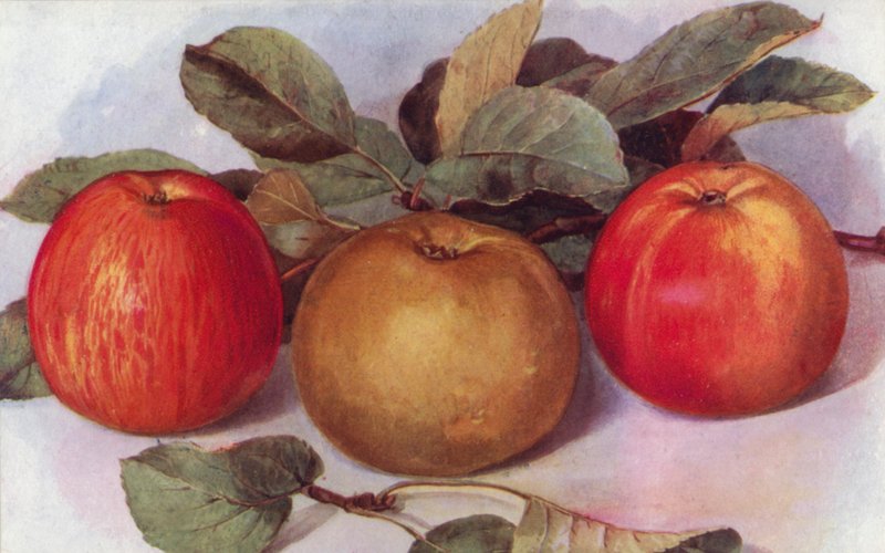 Desszert alma (színes litho) alkotó: English School