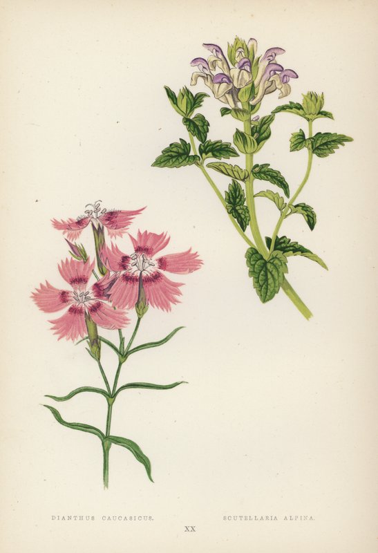 Dianthus Caucasicus; Scutellaria Alpina (színes litó) alkotó: English School
