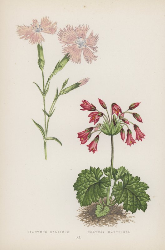 Dianthus Gallicus; Cortusa Matthioli (színes litho) alkotó: English School