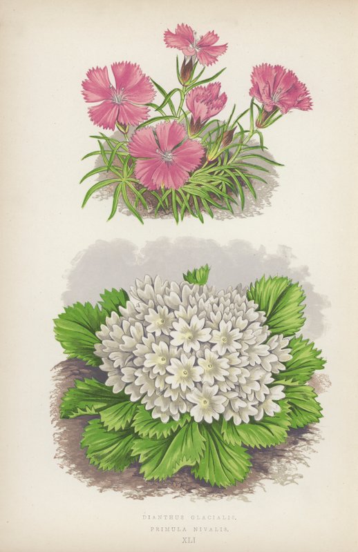 Dianthus Glacialis; Primula Nivalis (színes litó) alkotó: English School