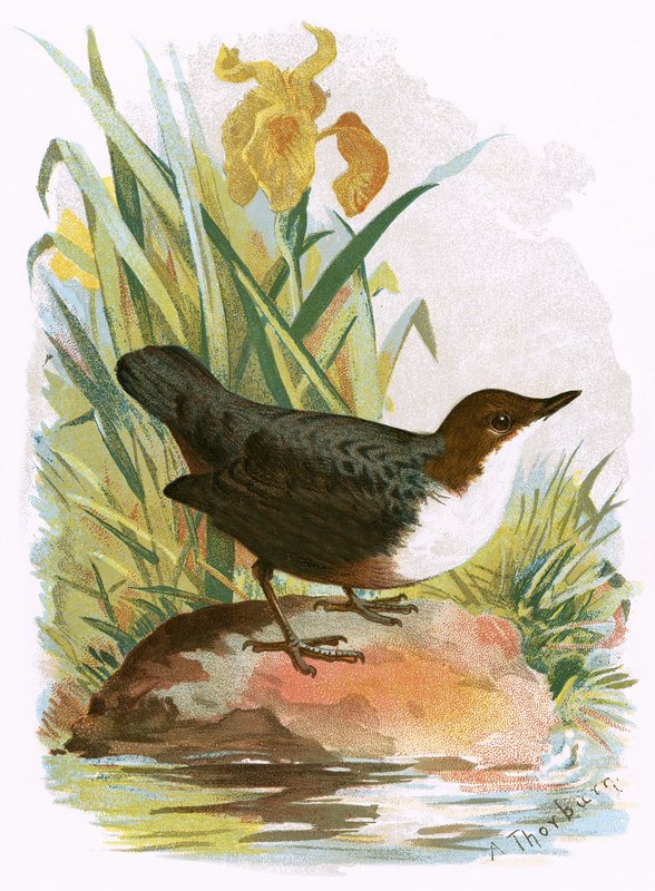 Dipper alkotó: English School