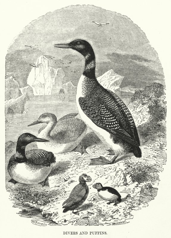 Búvárok és puffinok (metszet) alkotó: English School