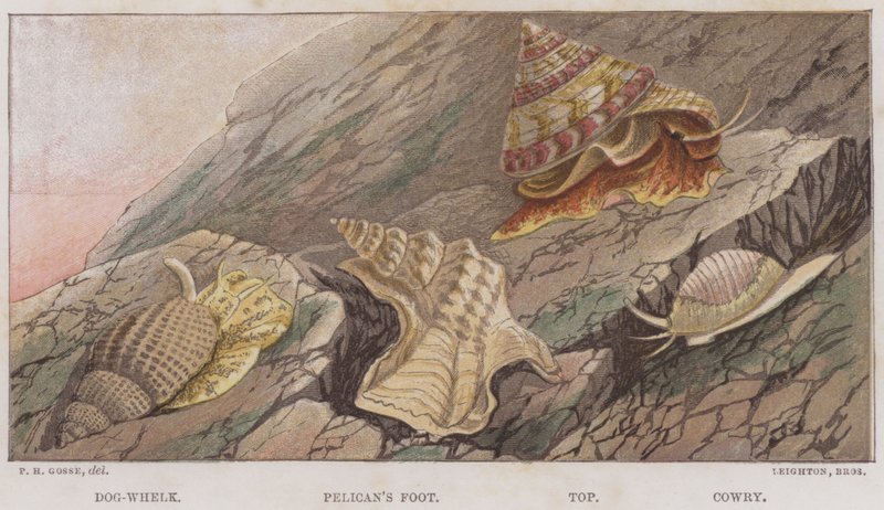 Dog-Whelk, Pelikán láb, Top, Cowry (színes litho) alkotó: English School