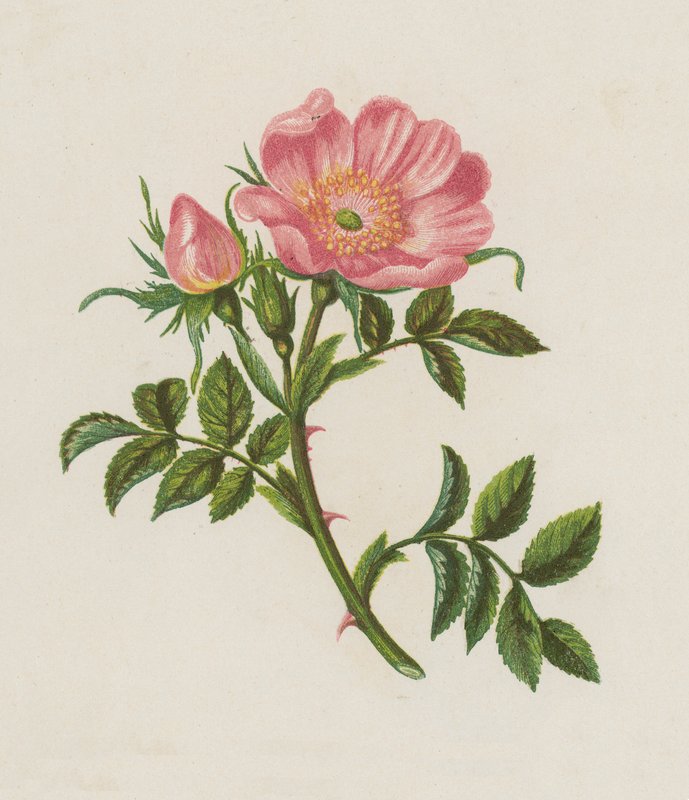Dog Rose, Rosa Canina (színes litó) alkotó: English School