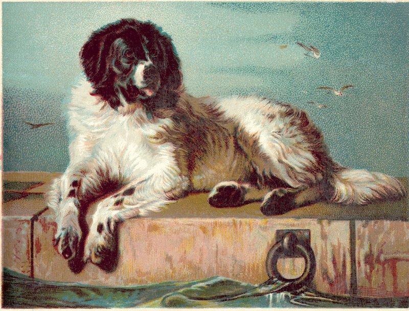 Kutya ül a tenger szélén (chromolitho) alkotó: English School