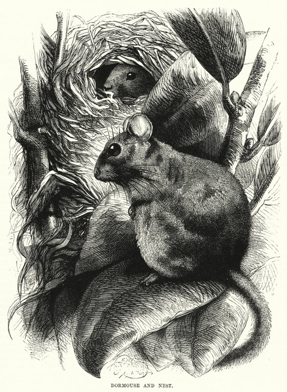 Dormouse and Nest (metszet) alkotó: English School
