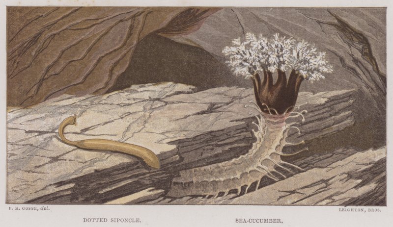 Pöttyös sziponcs, tengeri uborka (színes litho) alkotó: English School