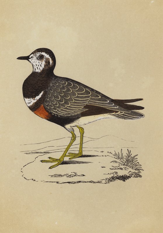 Dotterel (színes litó) alkotó: English School