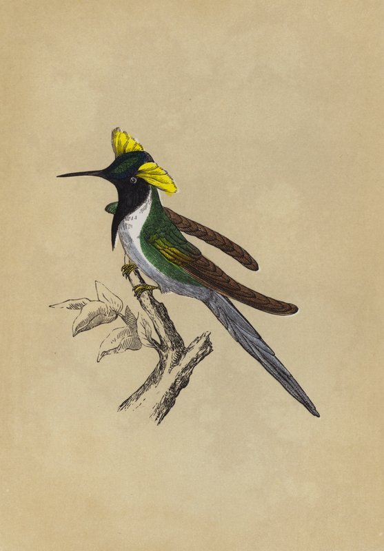 Kettős tarájú kolibri (színes litó) alkotó: English School