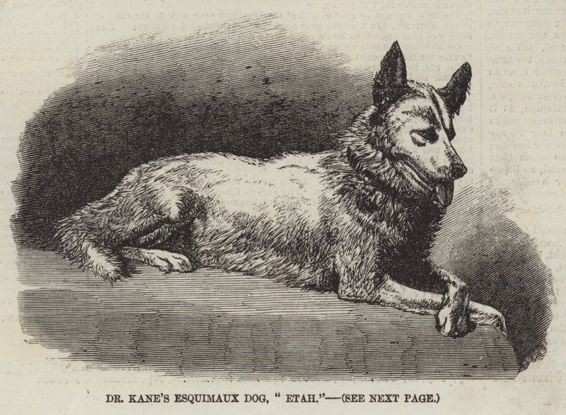 Dr. Kane eszkimó kutyája, "Etah" (metszet) alkotó: English School