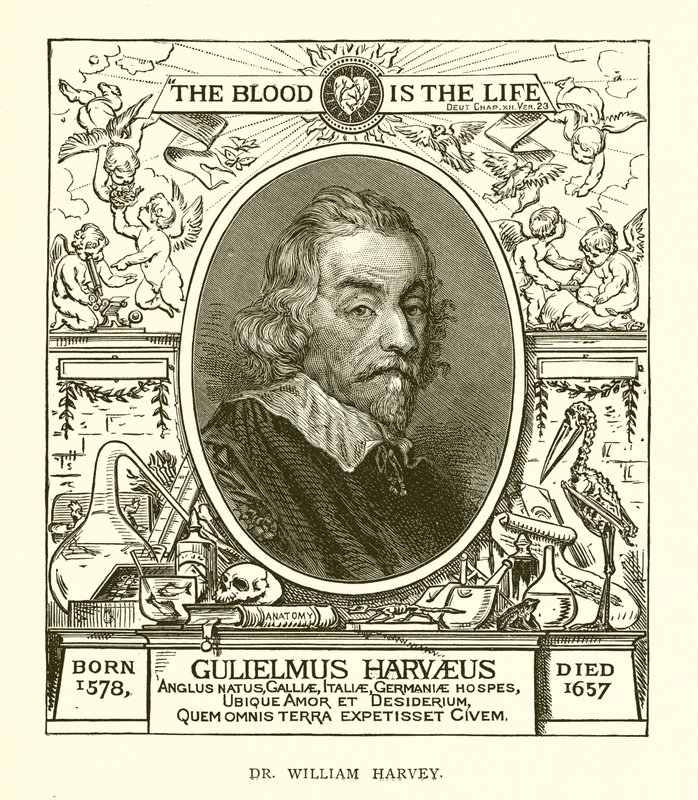 Dr. William Harvey alkotó: English School