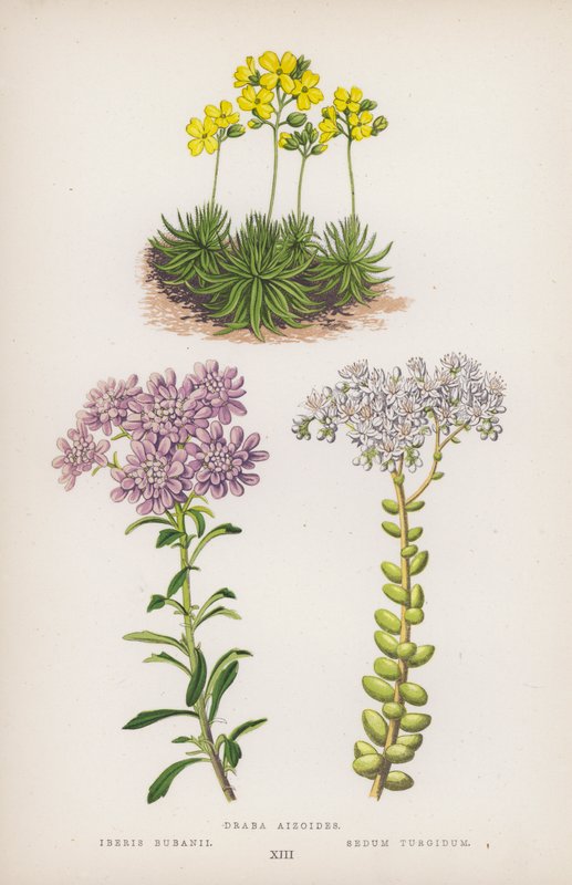 Draba aizoides; Iberis bubanii; Sedum turgidum (színes litho) alkotó: English School