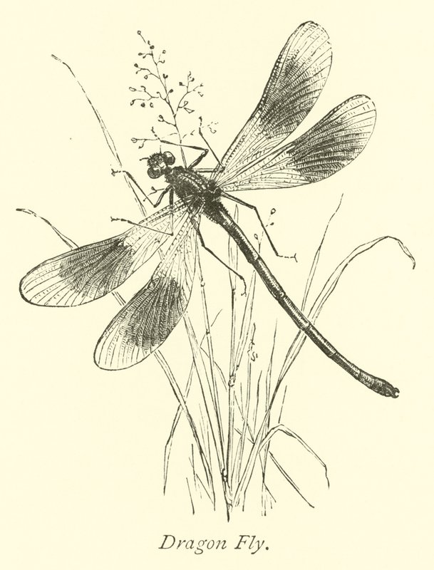 Dragon Fly alkotó: English School