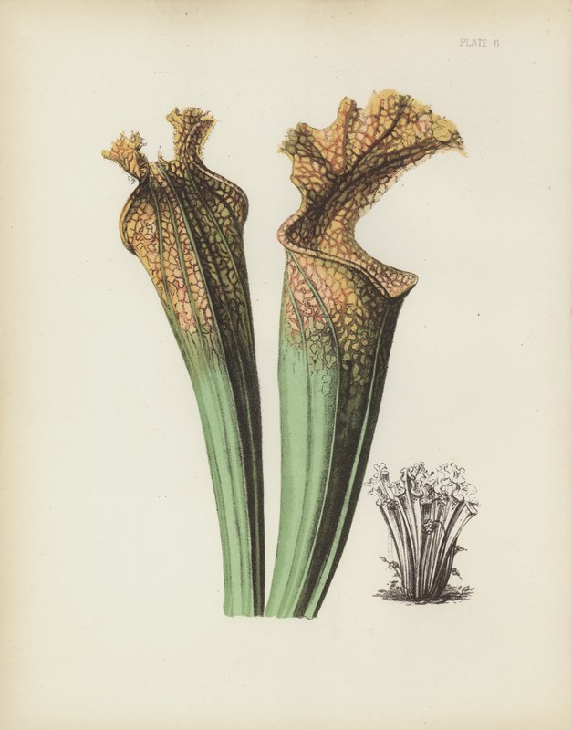 Drummonds Side-Saddle Flower, Sarracenia Drummondii alkotó: English School