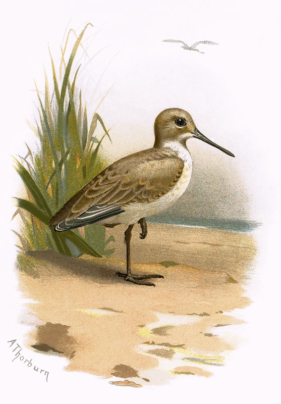 Dunlin alkotó: English School