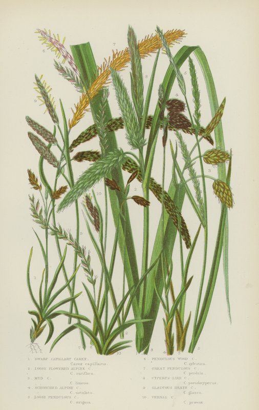 Törpe kapilláris Carex, Laza virágú alpesi Carex, Sár Carex, Síros alpesi Carex (színes litográfia) alkotó: English School