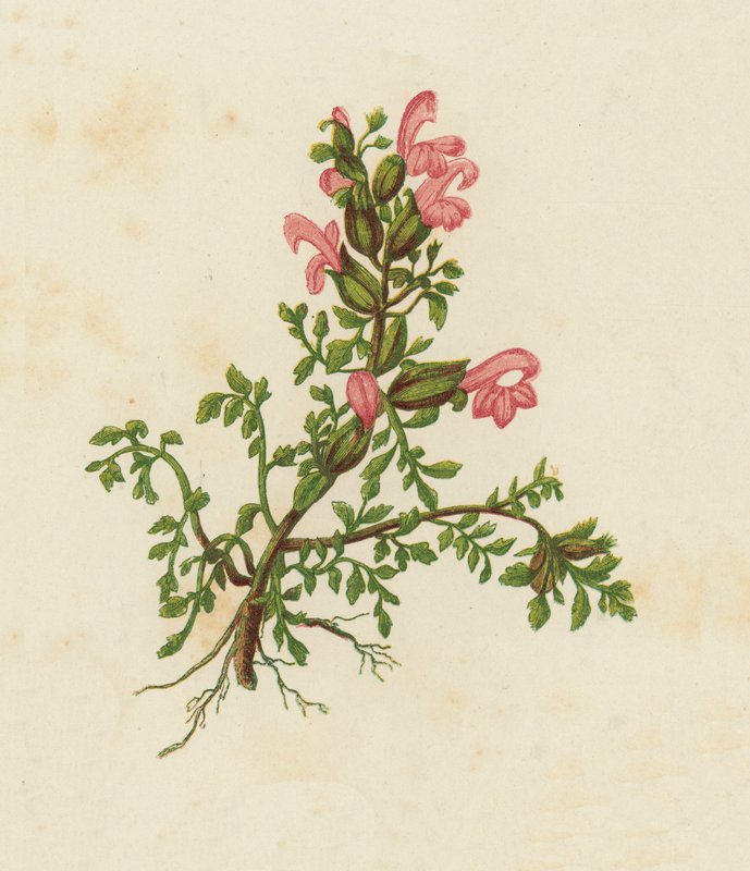 Törpe vörös csörgő, Pedicularis Sylvatica (színes litó) alkotó: English School