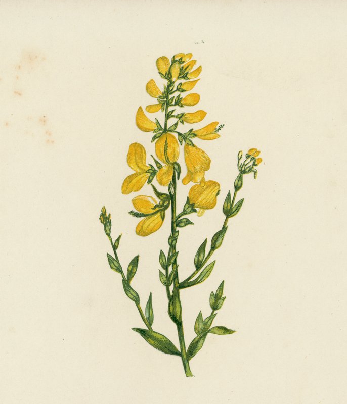 Foltos zöldfű, Genista Tinctoria (színes litó) alkotó: English School