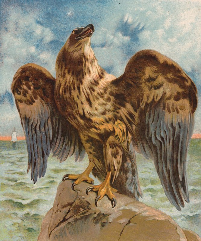 Sas (színes litográfia) alkotó: English School