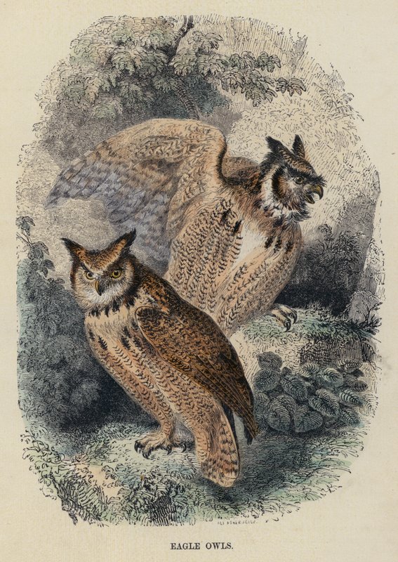 Eagle Owls (színes metszet) alkotó: English School