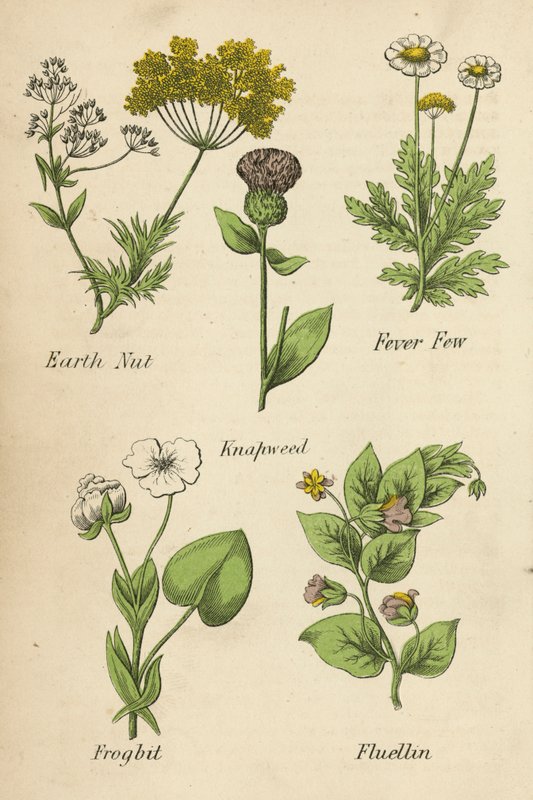 Földi dió, Lázas páfrányfenyő, Kankalin, Békabogár, Fluellin (színes litográfia) alkotó: English School
