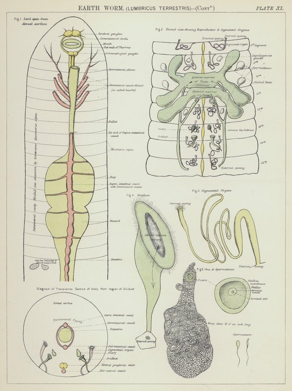 Földigiliszta, Lumbricus terrestris (színes litográfia) alkotó: English School