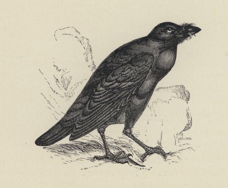 Edgar Allen Poe, A holló (metszet) alkotó: English School