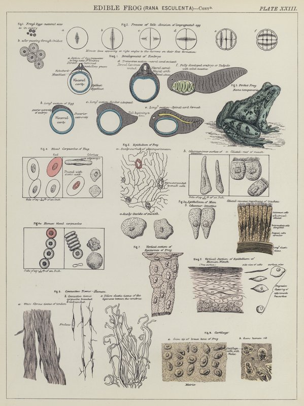 Ehető béka, Rana Esculenta (színes litho) alkotó: English School
