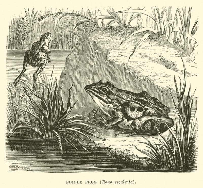 Ehető béka, Rana esculenta alkotó: English School