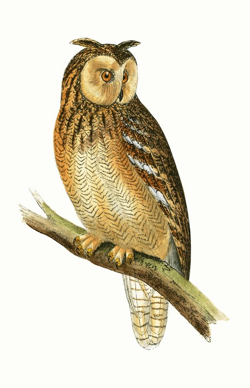 Egyiptomi fülesbagoly, illusztrációja Charles Robert Bree (1811-86) „A Brit-szigeteken nem megfigyelt európai madarak története” című művéből, 1867. alkotó: English School