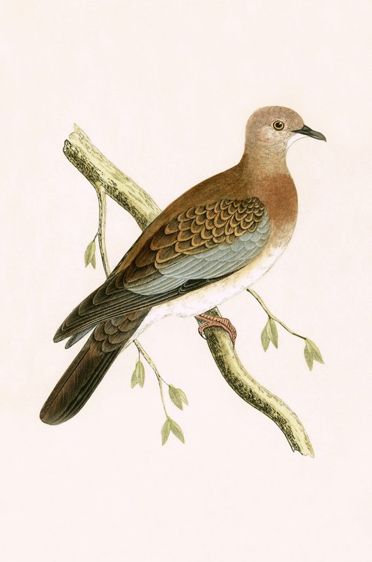 Egyiptomi teknős galamb, illusztráció Charles Robert Bree (1811-86) „A Brit-szigeteken nem megfigyelt európai madarak története” című művéből, 1867. alkotó: English School