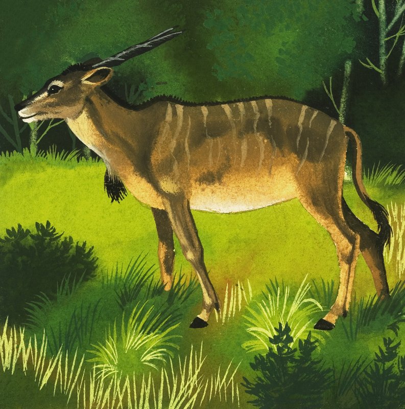 Eland antilop alkotó: English School