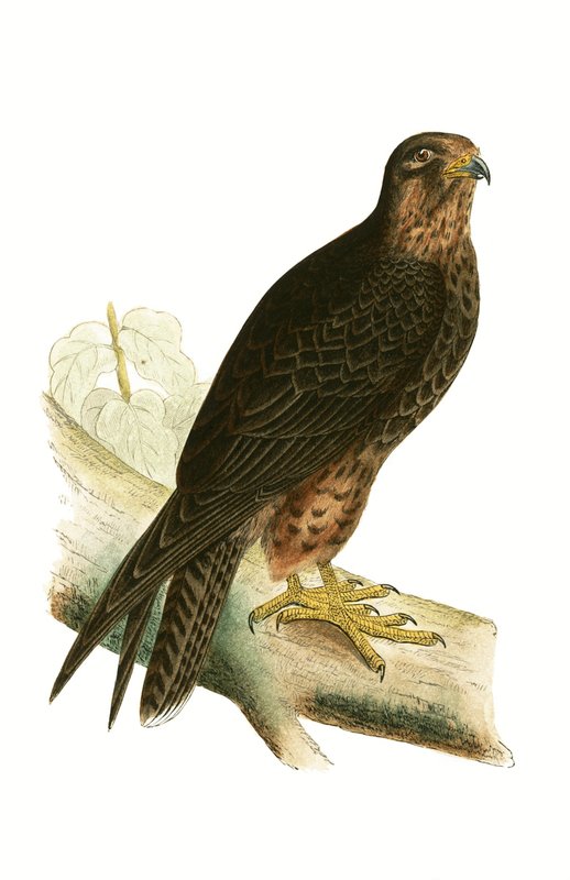 Eleonora Falcon, illusztrációja Charles Robert Bree (1811-86) „Európa madarainak története, amelyeket nem figyeltek meg a Brit-szigeteken” című művéből, 1867-ben megjelent alkotó: English School