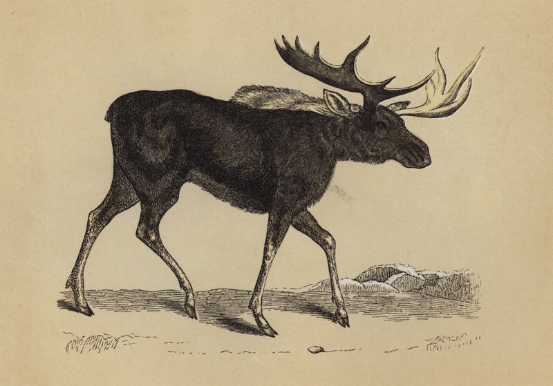 Elk (színes litográfia) alkotó: English School