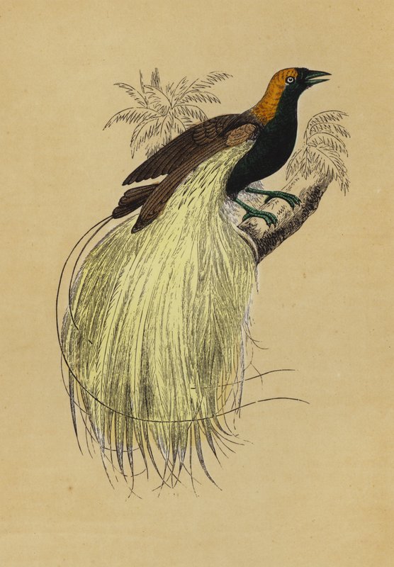 Emerald Bird of Paradise (színes litográfia) alkotó: English School
