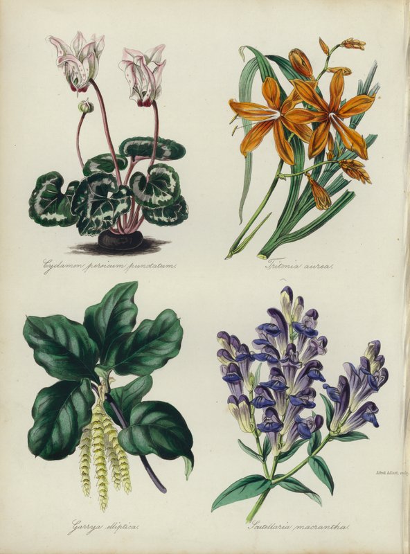 Angol virágoskert: Cyclamen persicum punctatum, Tritonia aurea, Garrya elliptica, Scutellaria macrantha (színes litho) alkotó: English School