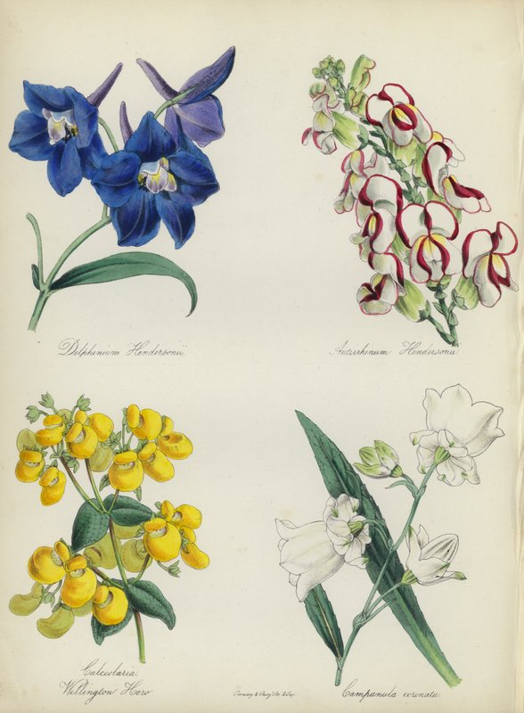 Angol virágoskert: Delphinium Hendersonu, Antirrhinum Hendersonu, Calceolaria Wellinton Hoero, Campanula coronata (színes litó) alkotó: English School