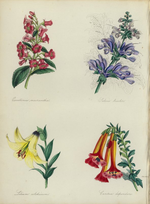 Angol virágoskert: Escallonia macrantha, Salvia bicolar, Lilium colchicum, Cantua dependens (színes litho) alkotó: English School