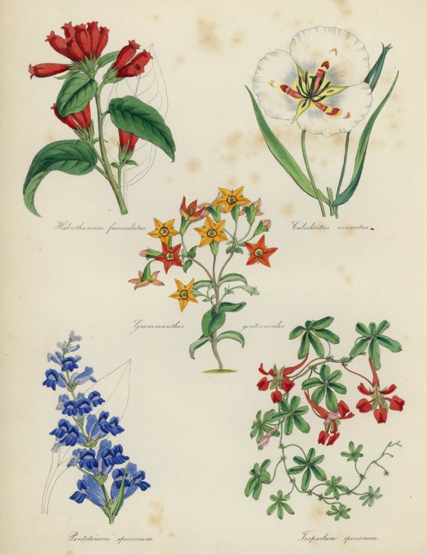 Angol virágoskert: Habrothamnus fasciculatus, Calochortus venustus, Grammanthes gentianoides, Pentstemon speciosum, Tropaeolum speciosum alkotó: English School