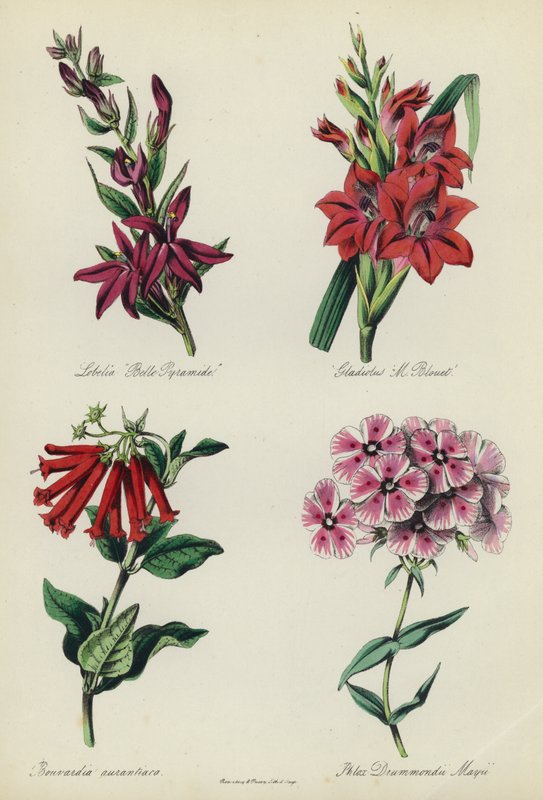 Angol virágoskert: Lobelia "Belle Pyramide", Gladiolus "M Blouet", Bouvardia aurantiaca, Phlox Drummondii Mayii alkotó: English School