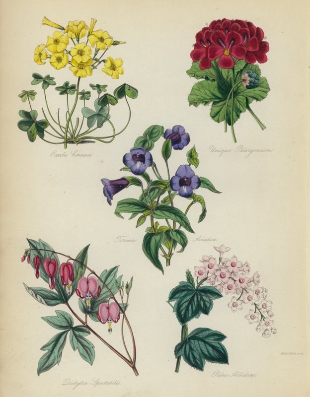 Angol virágoskert: Oxalis Cernut, Unique Pelargonium, Torenia Asiatica, Dielytra Spectabilis, Ribes Albidum alkotó: English School