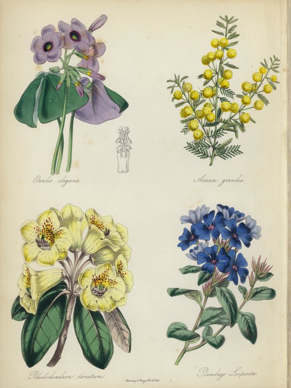 Angol virágoskert: Rhododendron lanatum, Plumbago Larpentae (színes litográfia) alkotó: English School